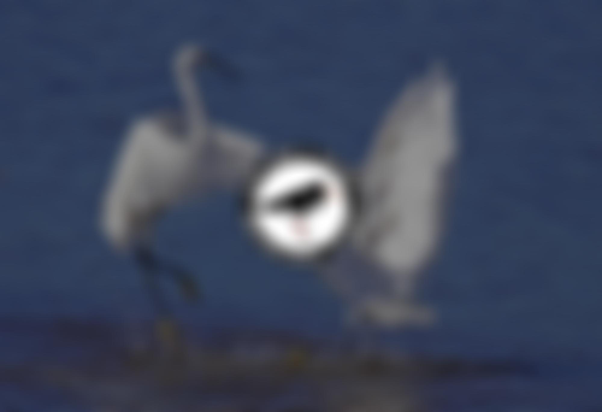 The Lancaster And District Bird Watching Society | Charici
