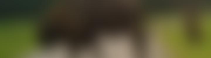 Royal Antediluvian Order Of Buffaloes Gle Provincial Grand Lodge Of Walsall And South Staffs Benevolent Fund | Charici