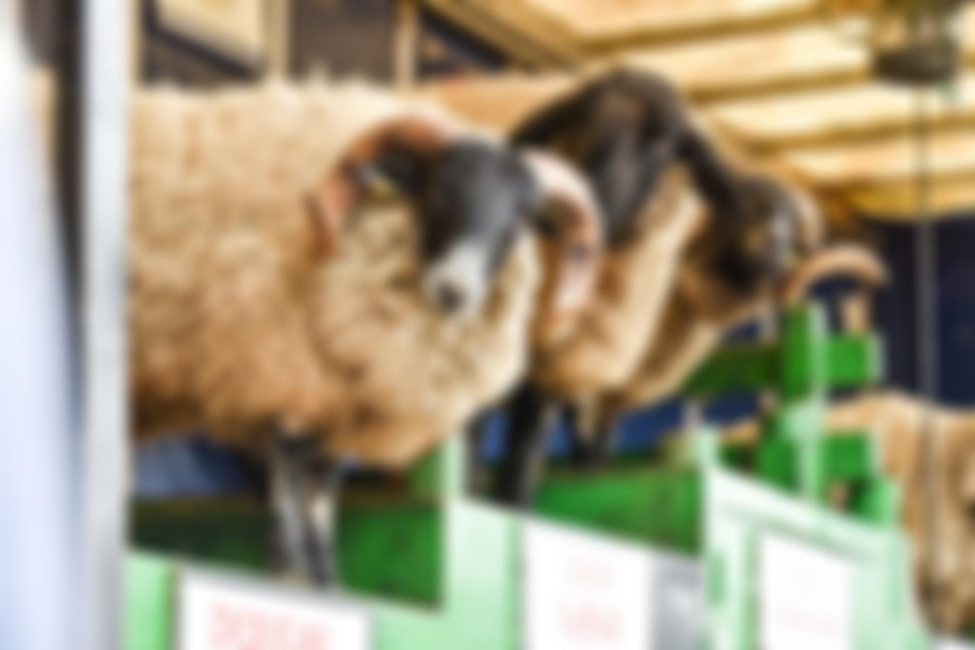 Yorkshire Agricultural Society | Charici