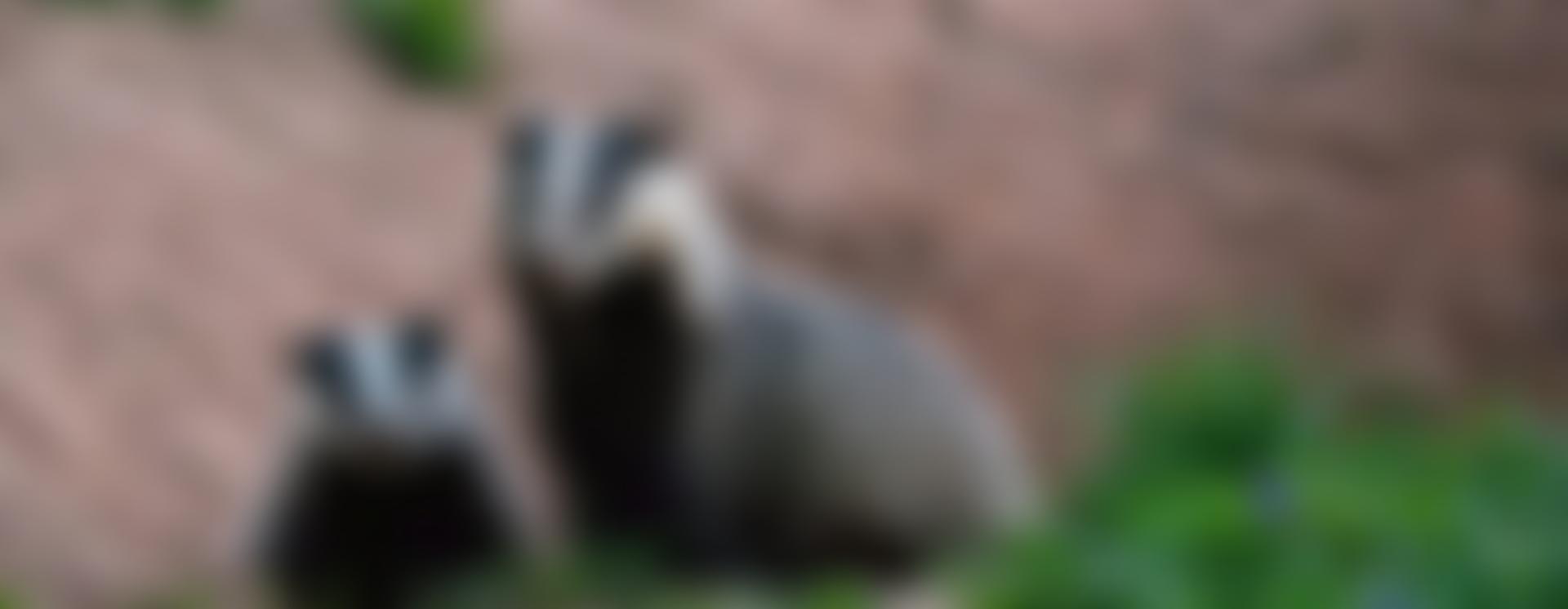 The Wirral And Cheshire Badger Group | Charici