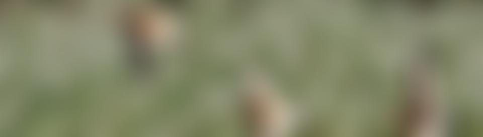 Shropshire Ornithological Society | Charici