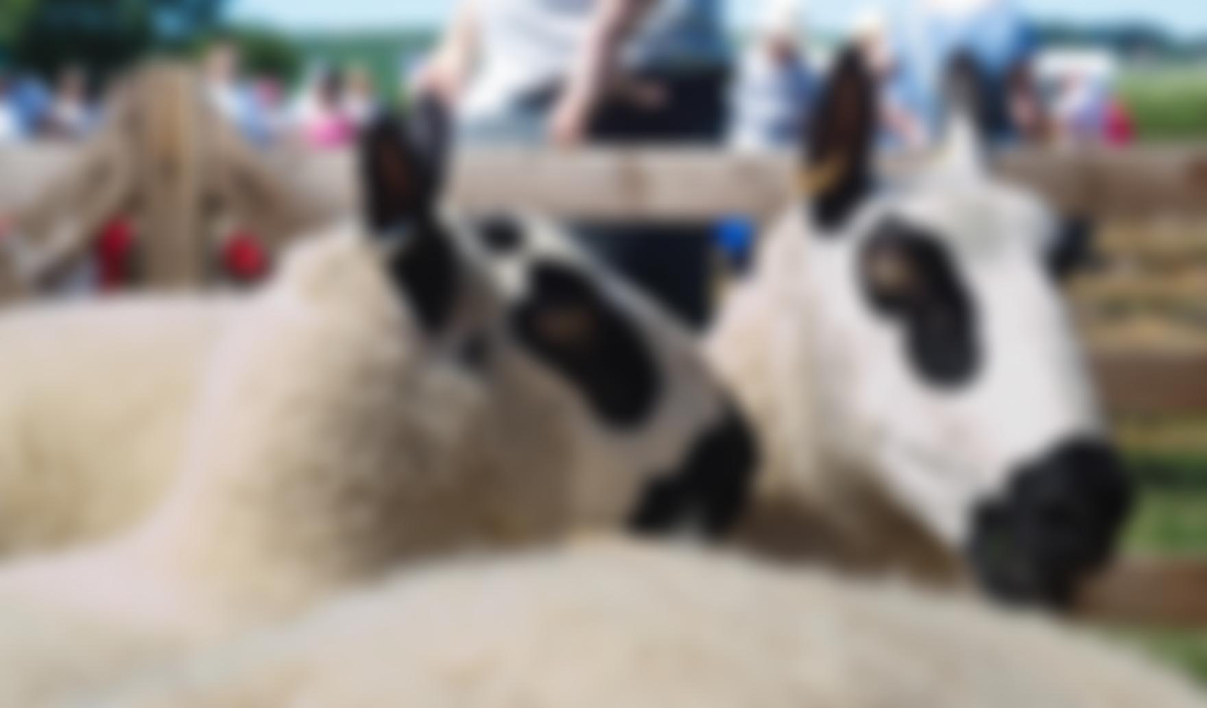 The Danby Agricultural Association | Charici