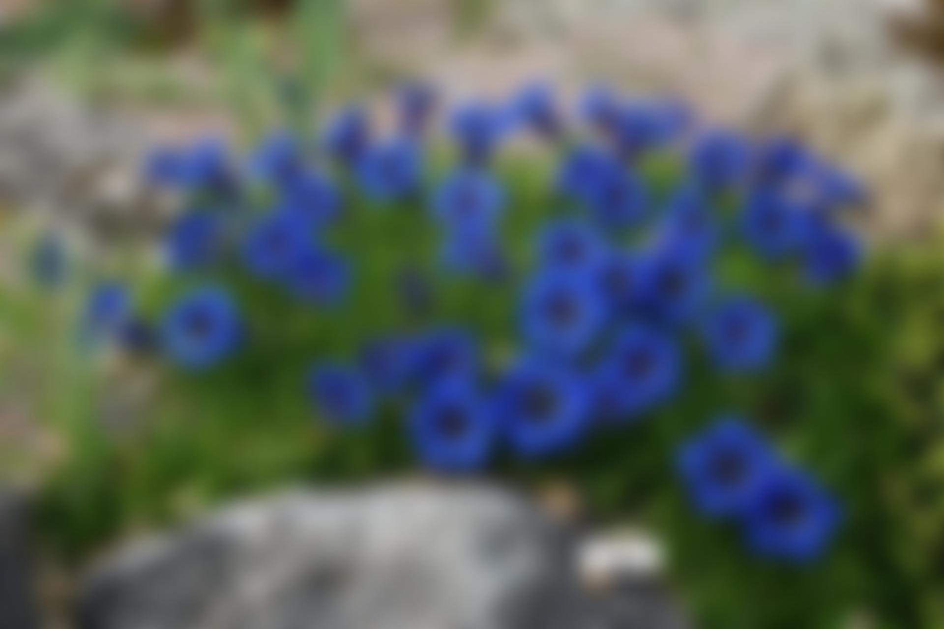 Percy Picton Memorial Fund | Charici