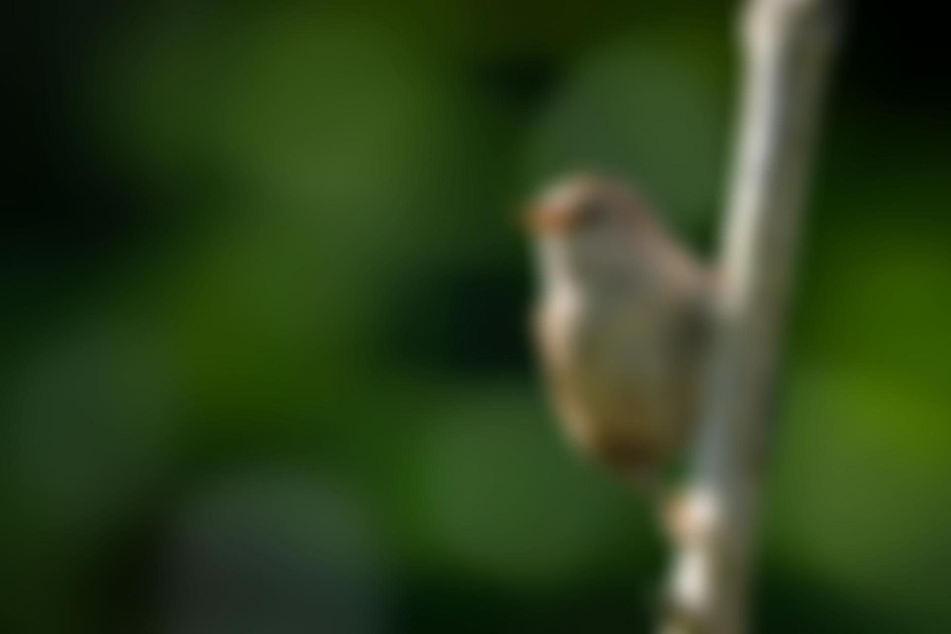 Sheffield Wildlife Trust | Charici
