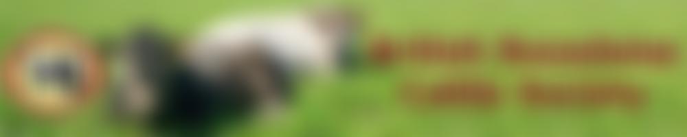 The British Bazadaise Cattle Society | Charici