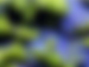 The Russell Society | Charici