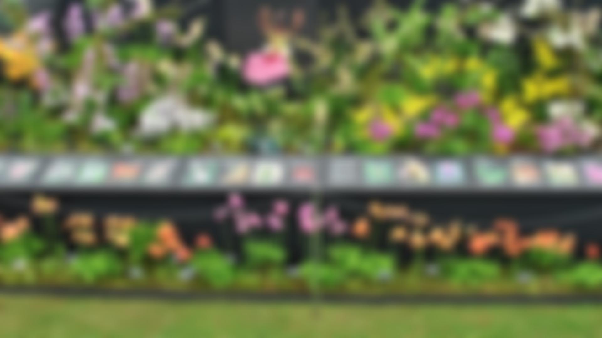 North Of England Orchid Society | Charici