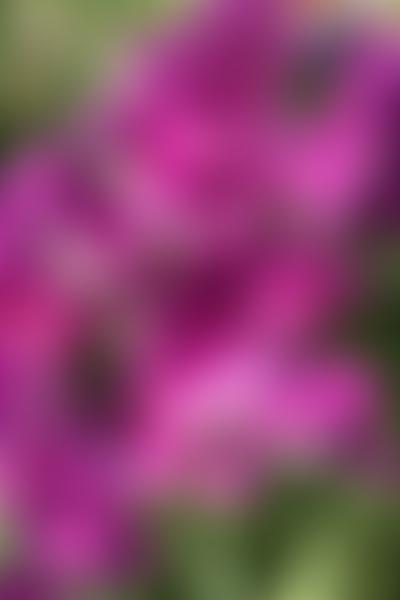 The National Sweet Pea Society | Charici