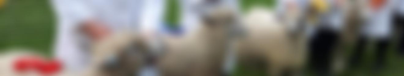 Cotswold Sheep Society | Charici