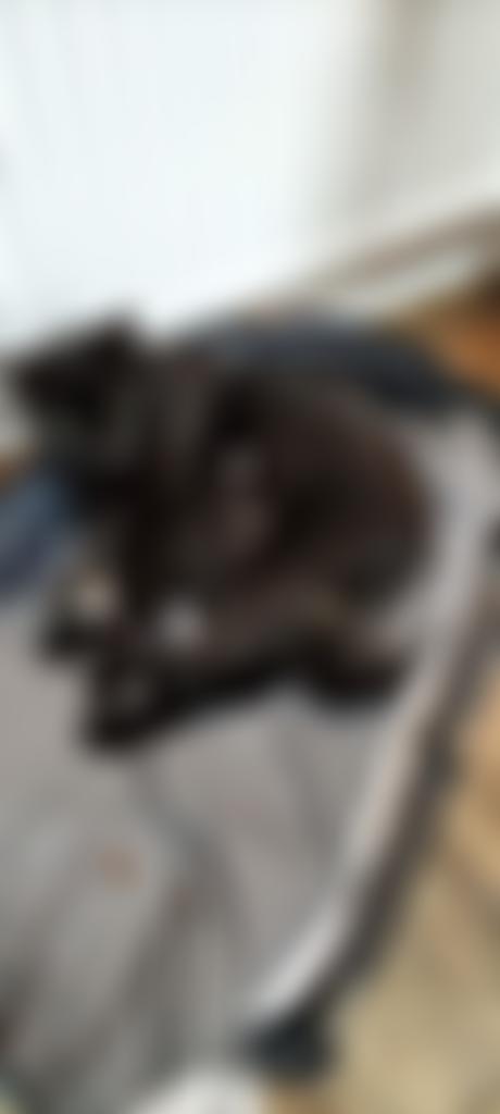 National Animal Sanctuary's Support League | Charici