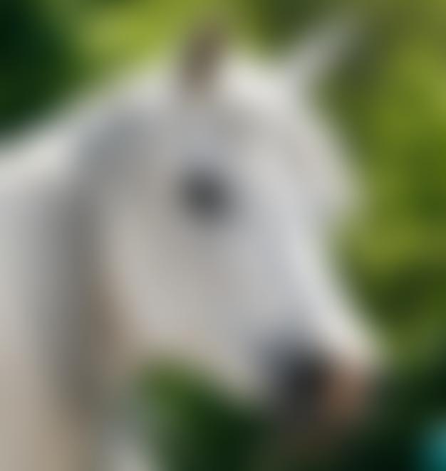 Horse Aid Care Knowledge | Charici