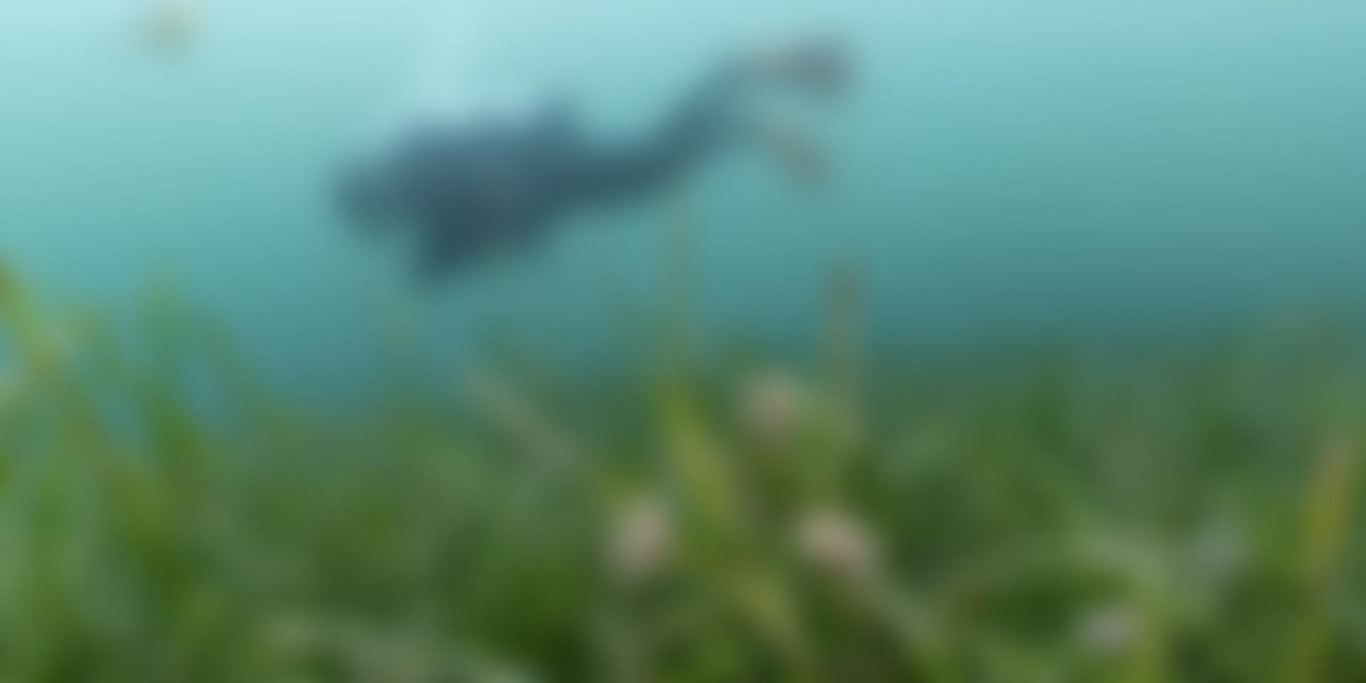 Ocean Conservation Trust Limited | Charici