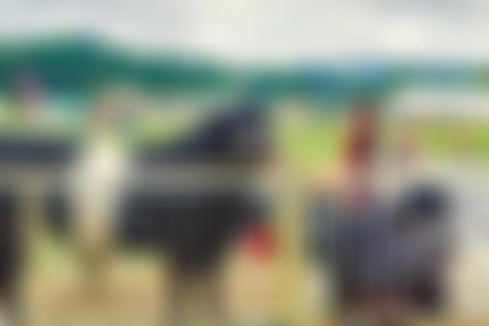 Bakewell Agricultural And Horticultural Society | Charici