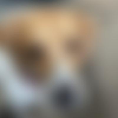 Epsom Canine Rescue | Charici