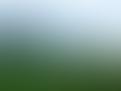 The Epona Trust | Charici
