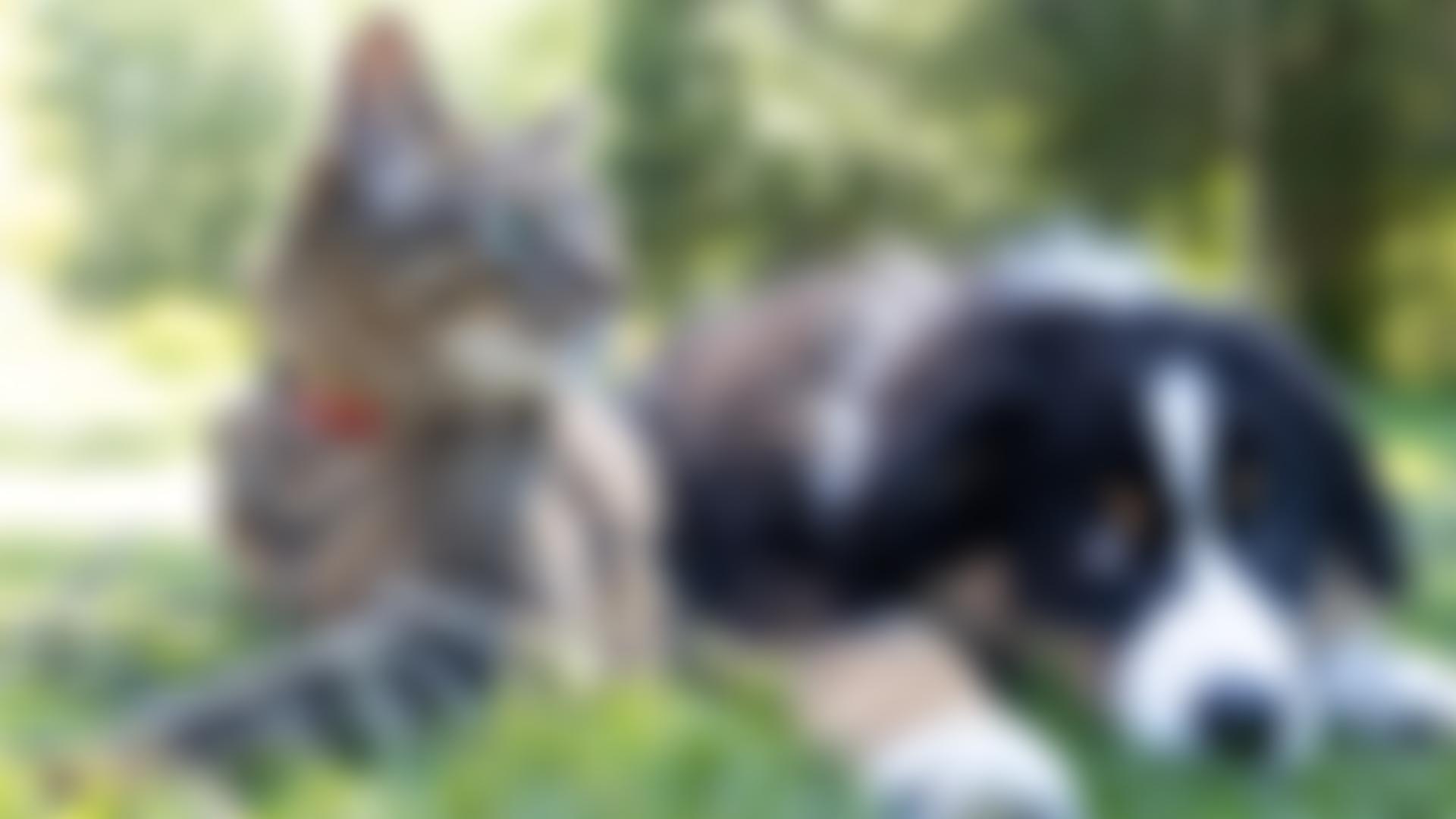 Croydon Animal Samaritans | Charici