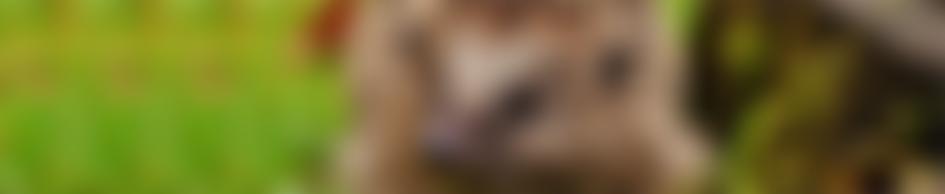 Sutton Nature Conservation Volunteers | Charici