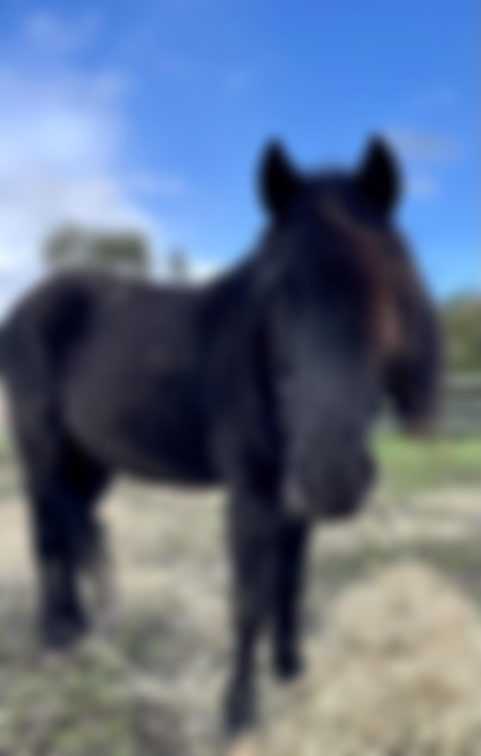 Parkgate Pony Sanctuary | Charici