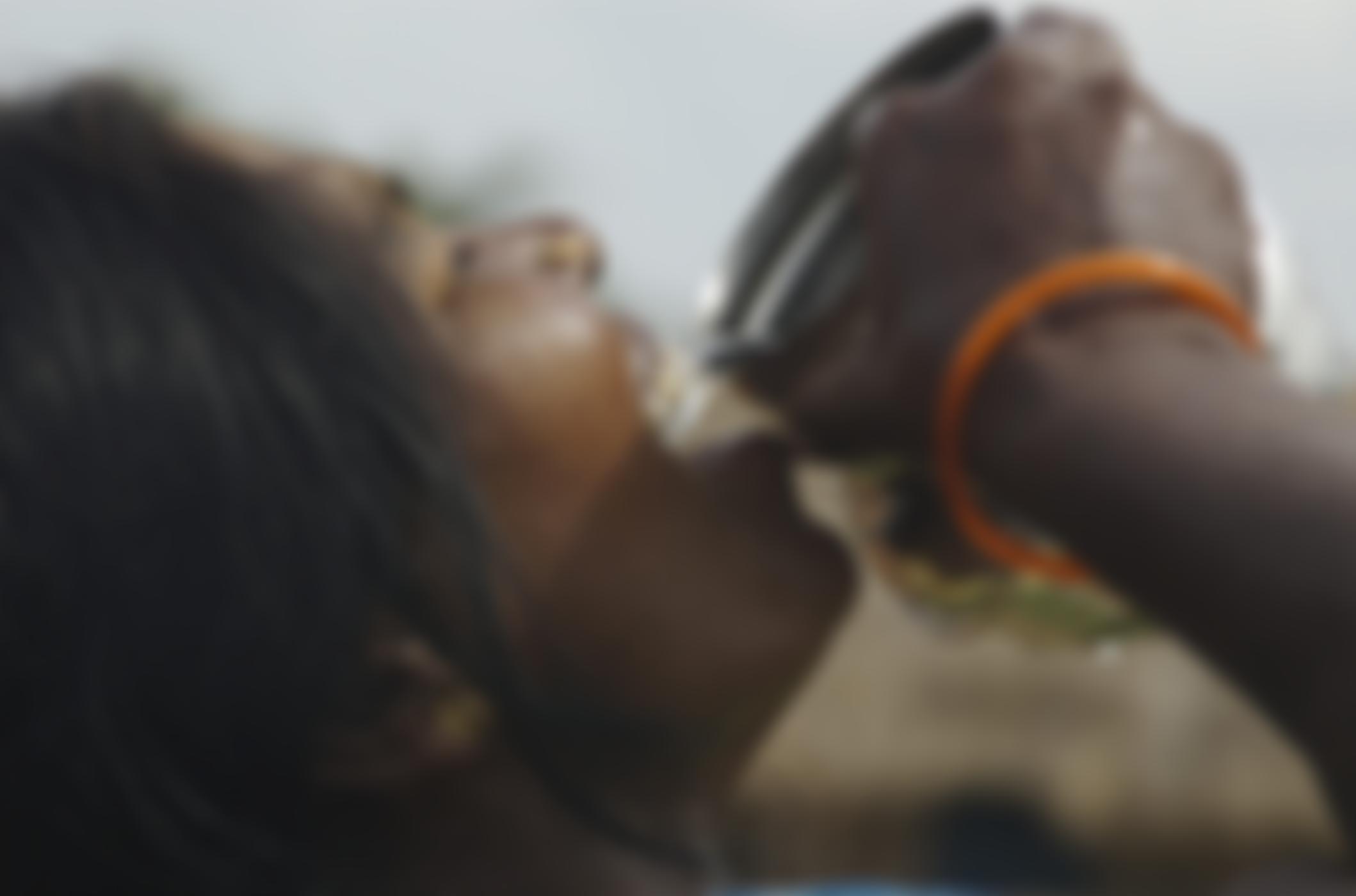 The Cycle (Ingo) | Charici