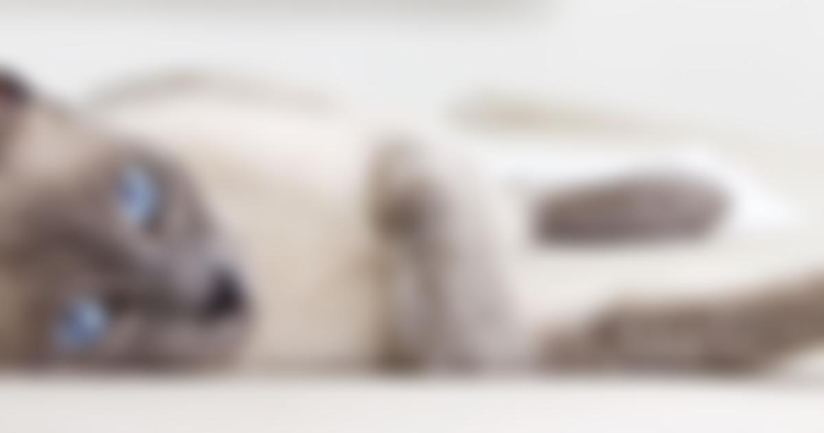 The Siamese Cat Welfare Trust | Charici