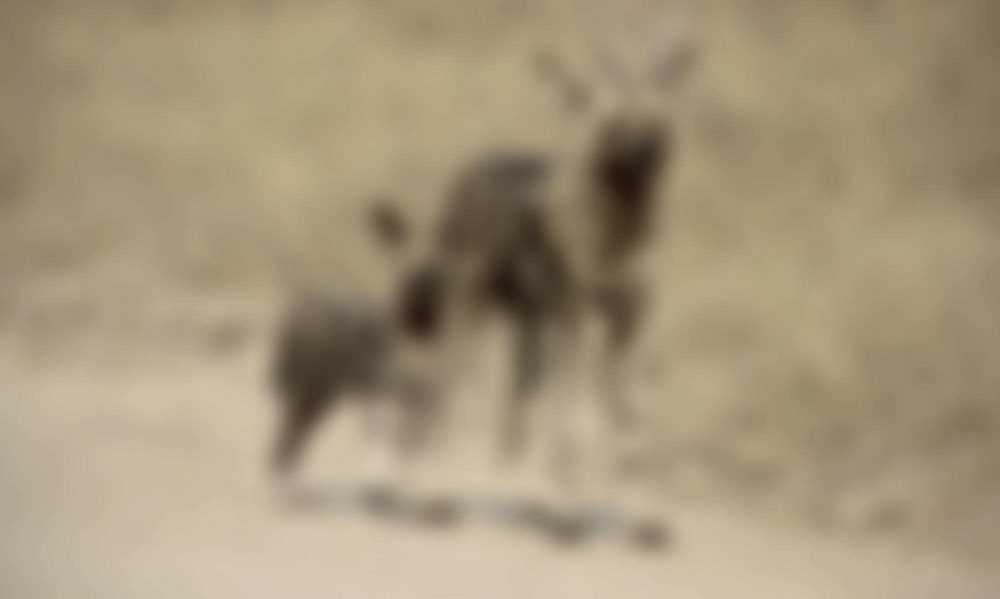 Painted Dog Conservation UK | Charici