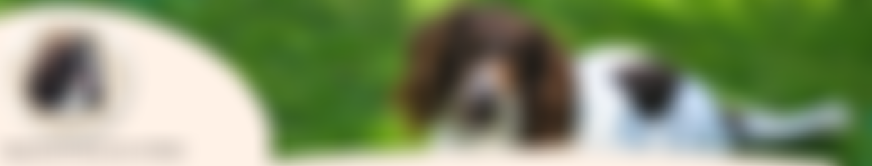 North West English Springer Spaniel Rescue N.w.e.s.s.r. | Charici