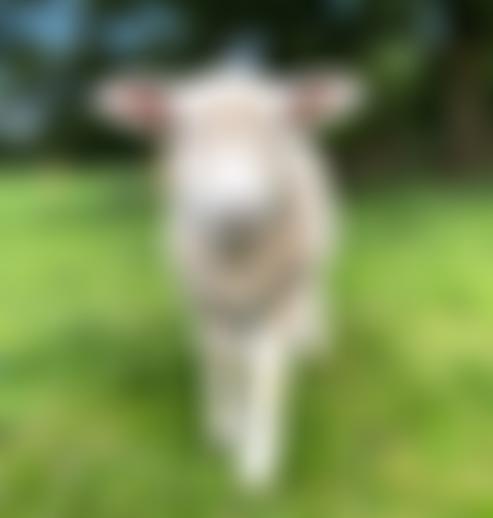 Langleybury Children's Farm | Charici