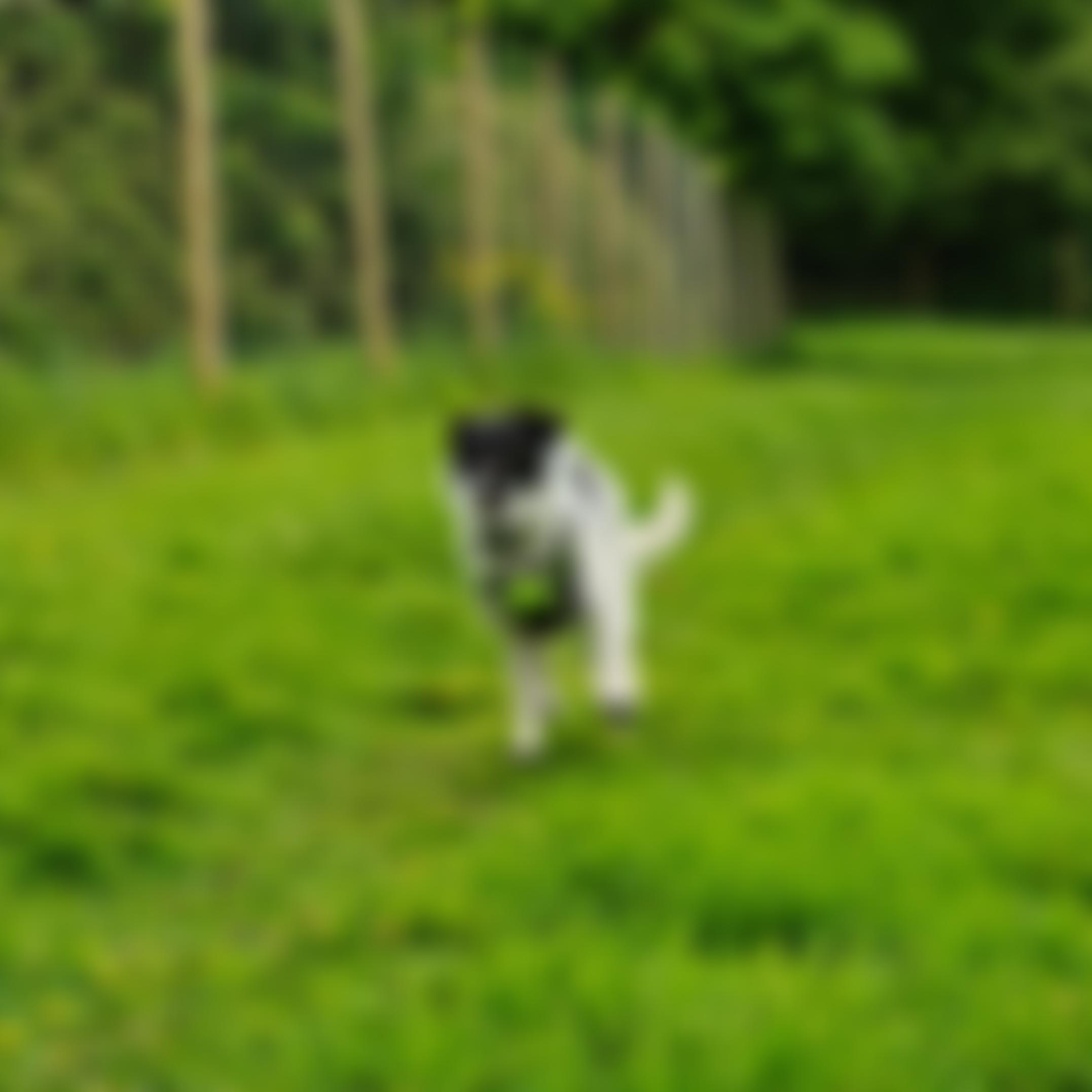 Royal Society For The Prevention Of Cruelty To Animals Solent Branch | Charici