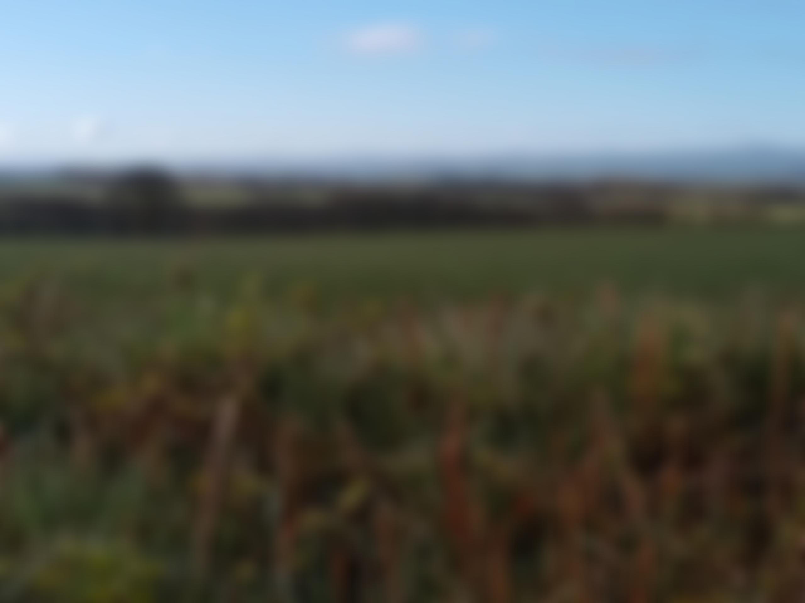 Chawleigh Playing Field | Charici