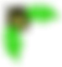 Ruardean Acorns | Charici