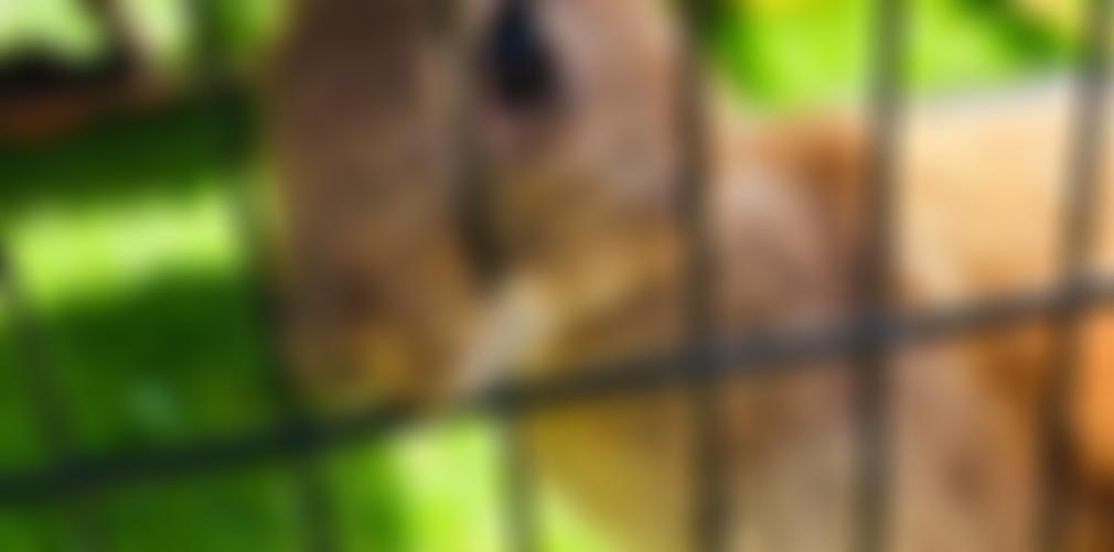 Bunny Burrows | Charici