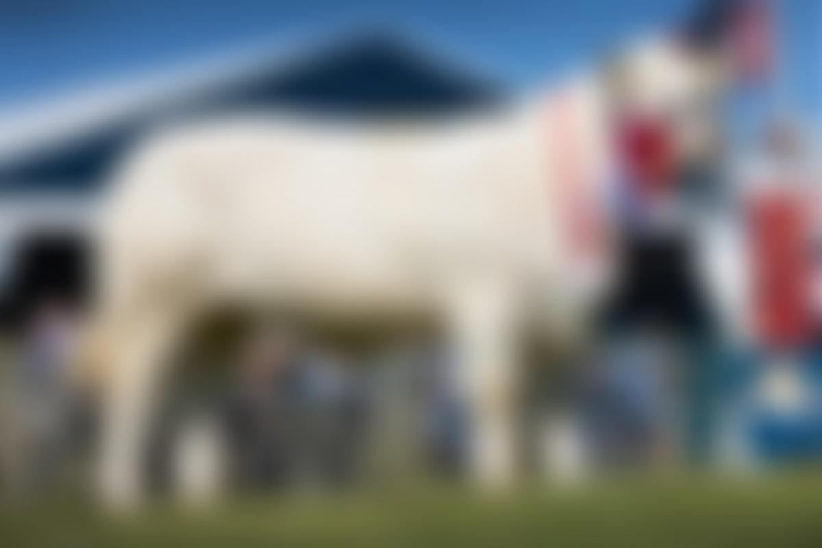The British Charolais Cattle Society Limited | Charici
