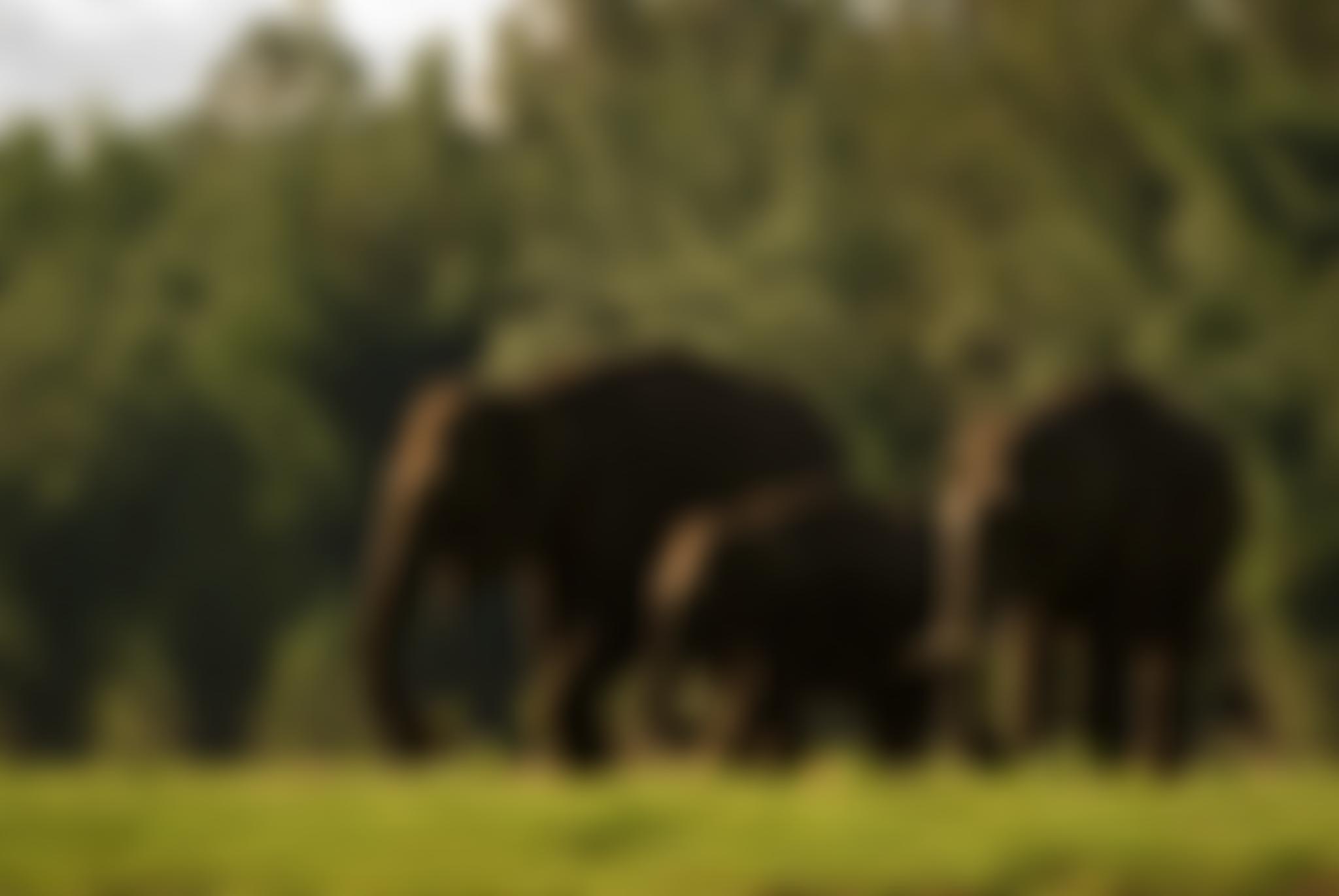 Elephant Family | Charici