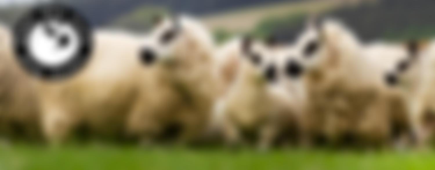 The Kerry Hill Flock Book Society | Charici