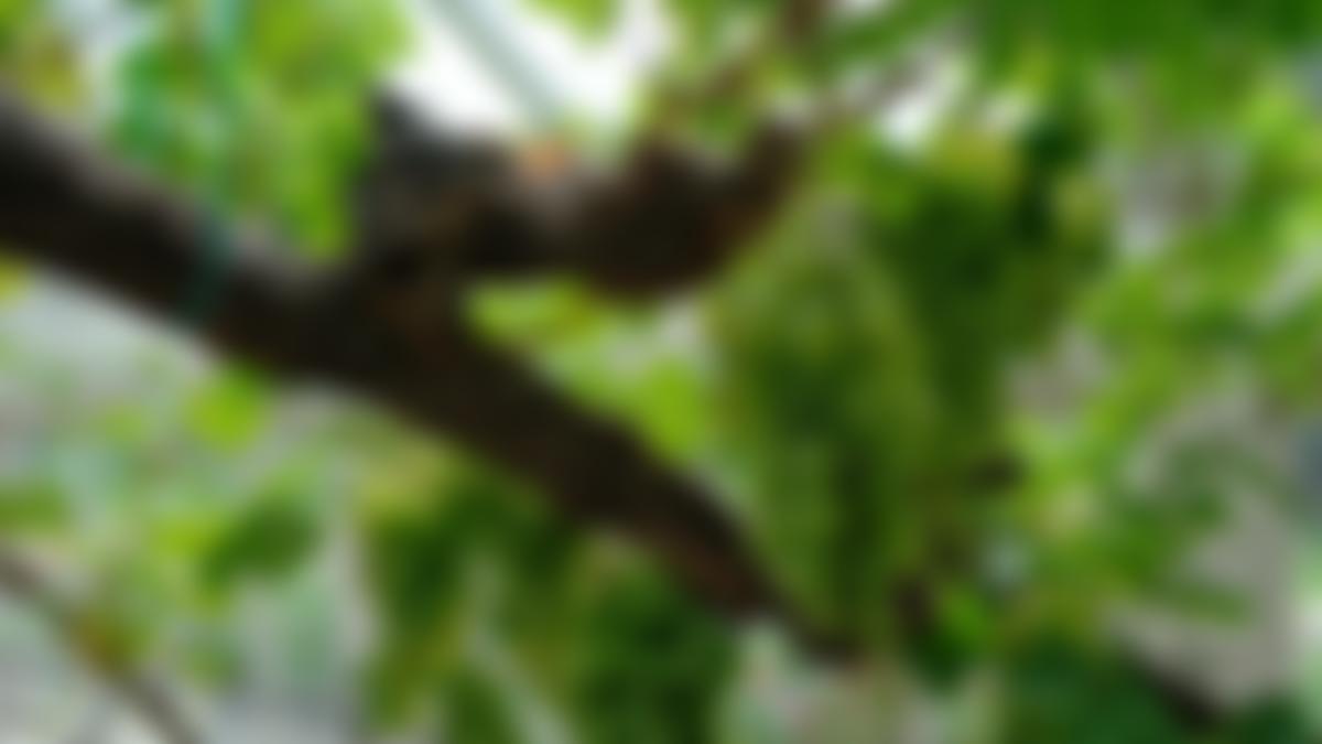 The Church In Birmingham | Charici