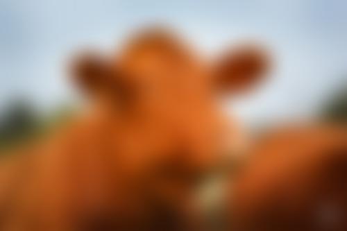 South Devon Herd Book Society | Charici