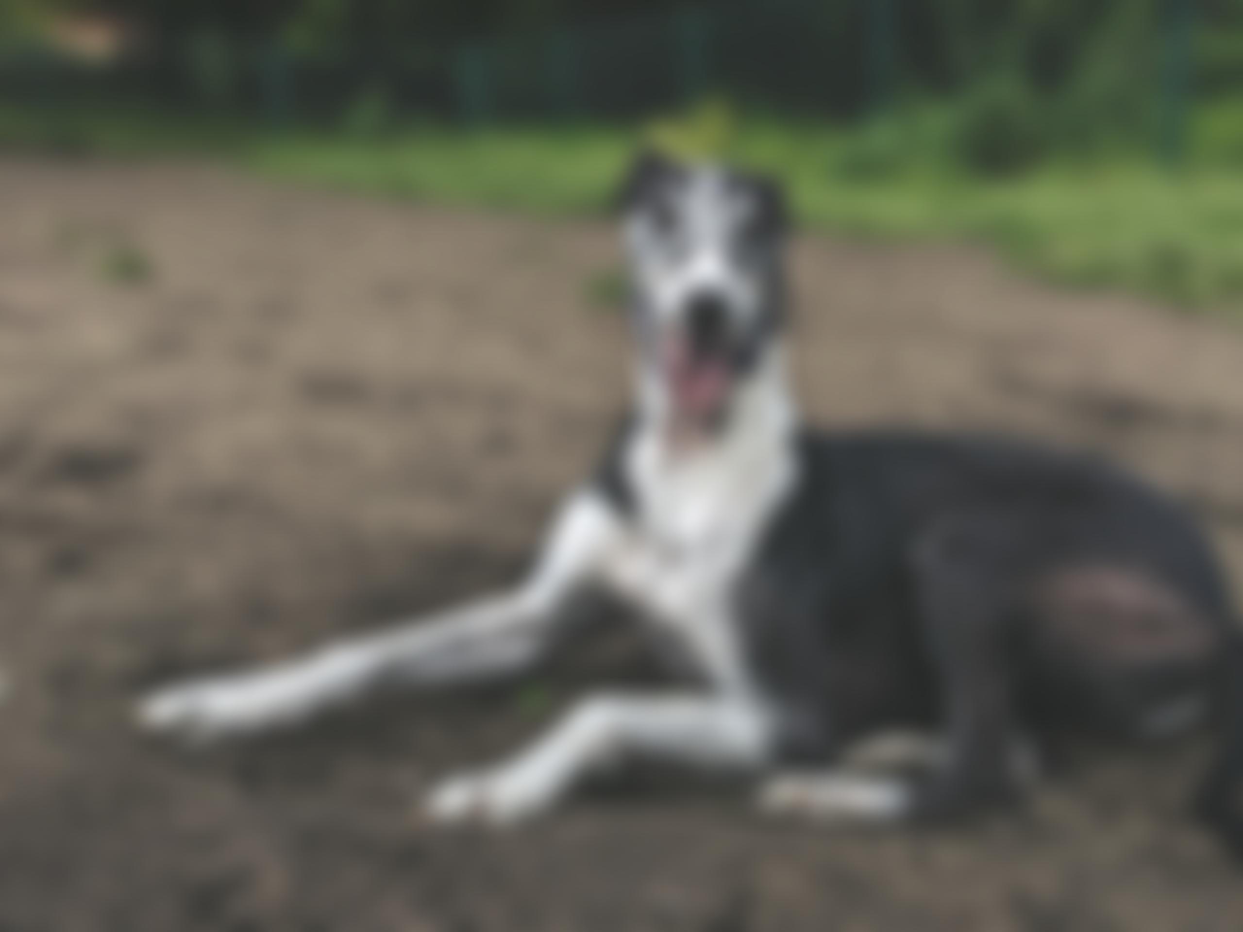 Northumberland Greyhound Rescue | Charici