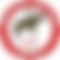 The Horse Rangers Association (Harwich) Limited | Charici