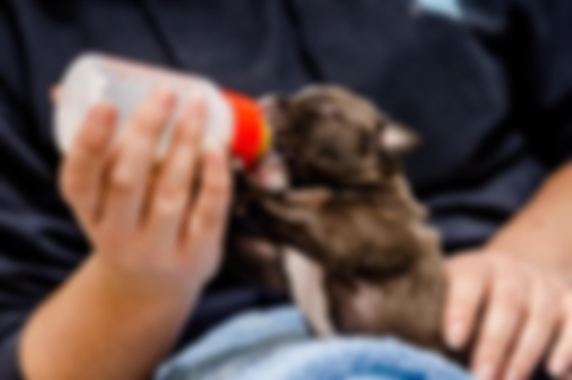 Together For Animals | Charici