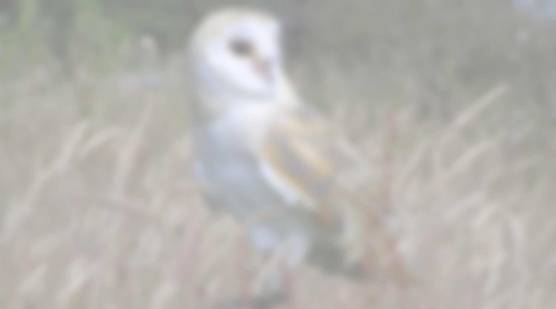 World Owl Trust | Charici