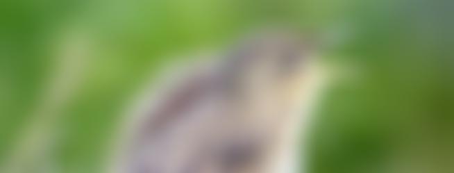 Gedling Conservation Trust Ltd | Charici