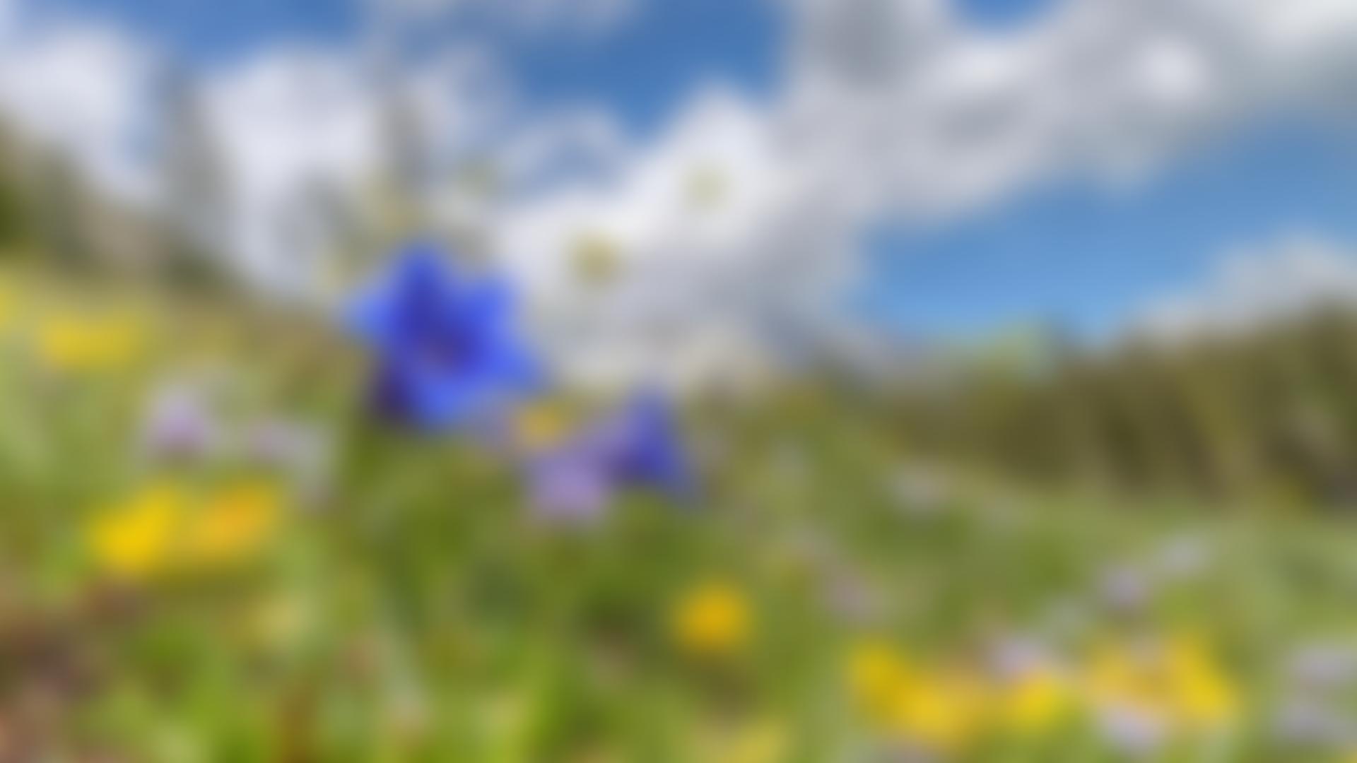 Alpine Garden Society West Yorkshire Group | Charici