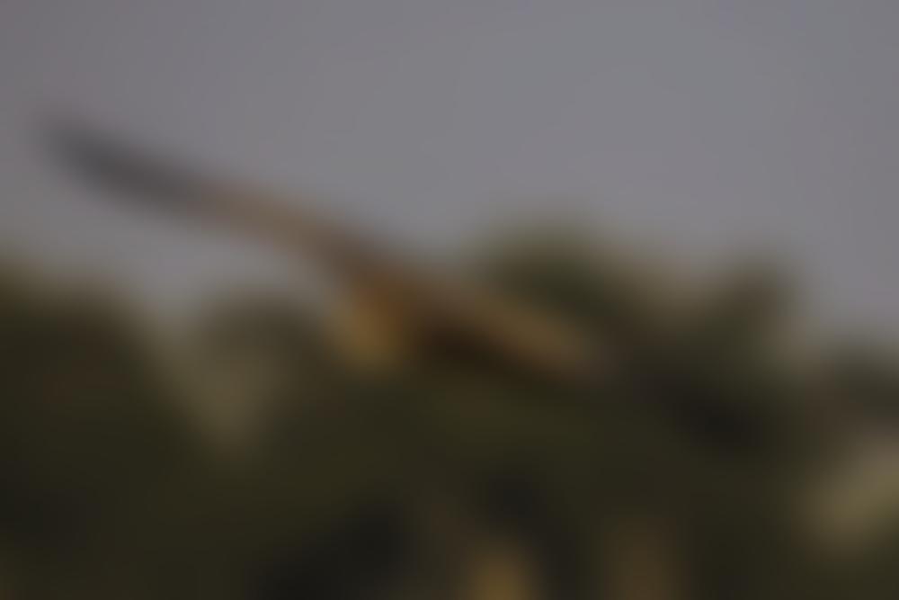 Wildlife Vets International | Charici