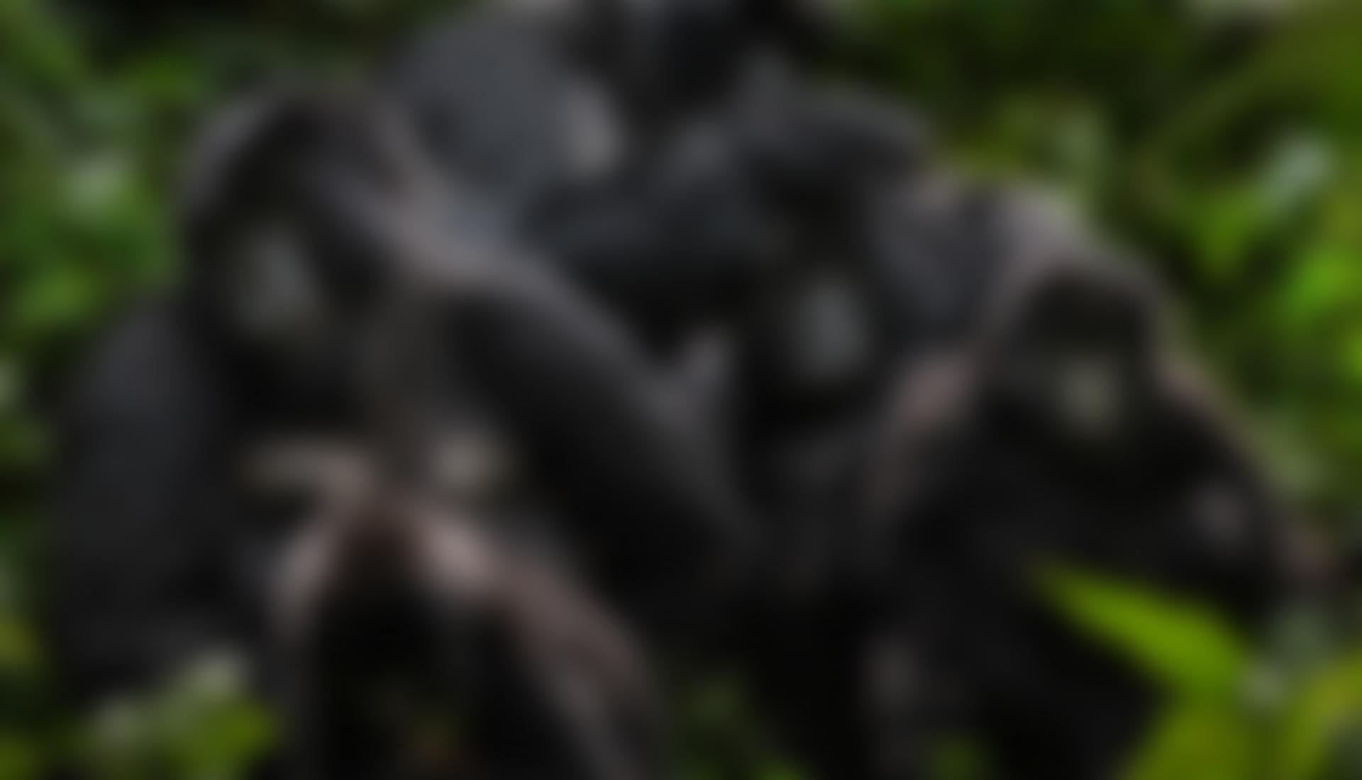 Virunga Foundation | Charici