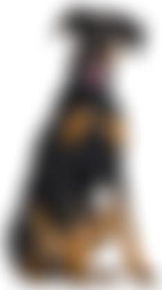 Dobermanns In Need Limited | Charici