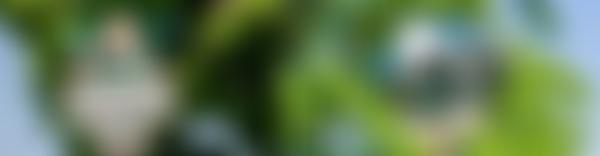 John Green Institute Charitable Trust | Charici