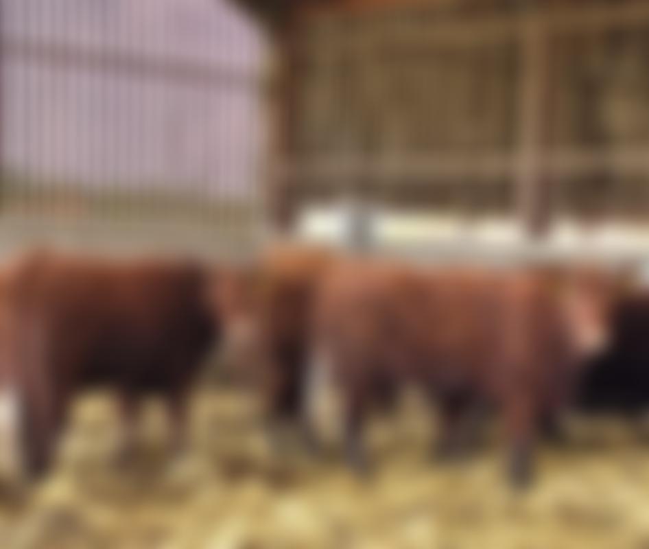 Salers Cattle Society Of The UK Limited | Charici