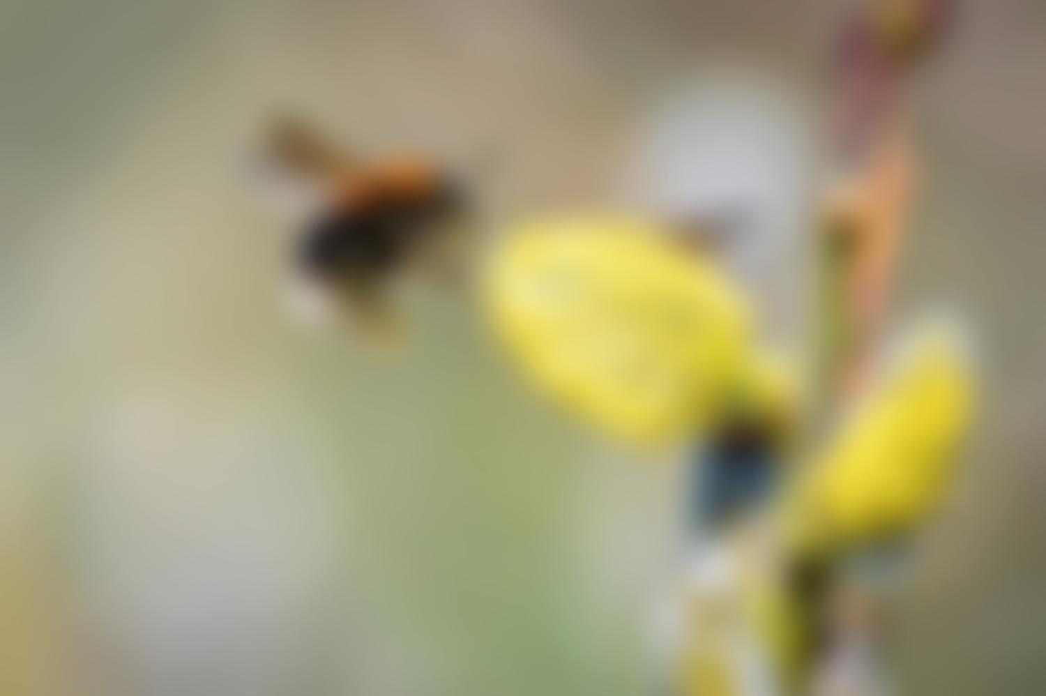 Bumblebee Conservation Trust | Charici