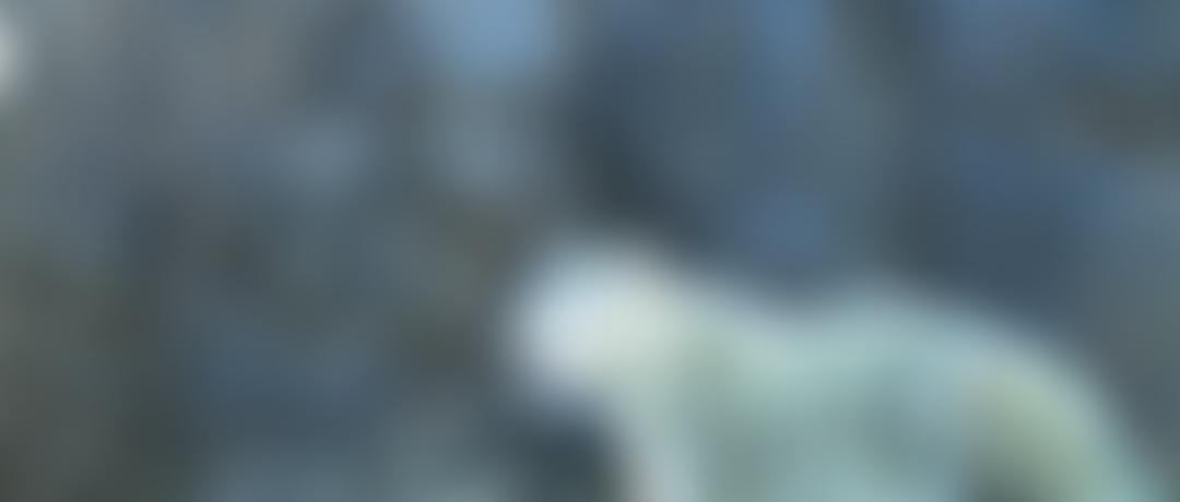Snow Leopard Trust (UK) Limited | Charici