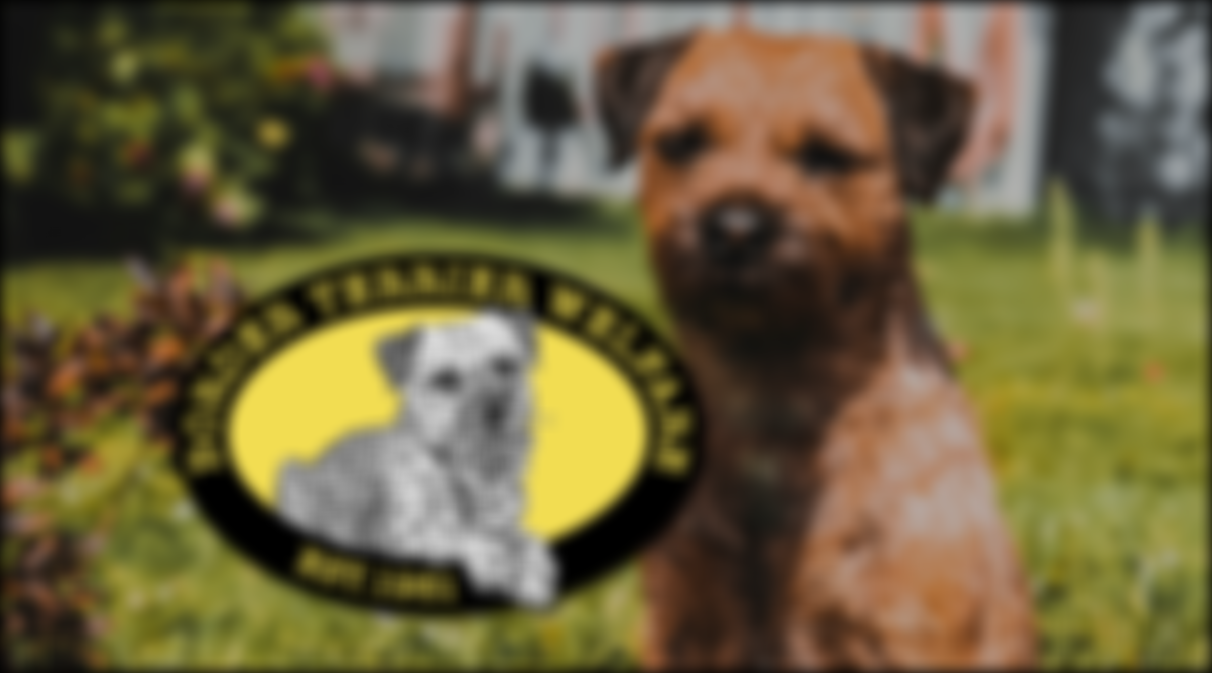Border Terrier Welfare | Charici